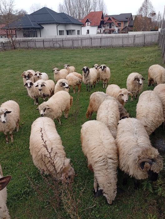 Vând mieluțe țurcane din primăvara asta și oi mioare,stramioare!