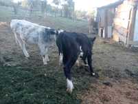 Vând viței 3300lei bucata,8luni