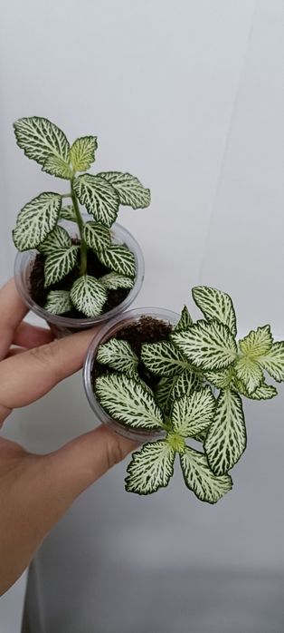 Фиттония:1000 тенге