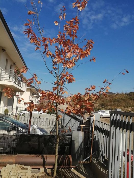 Tei de floare, stejar roșu, pin,brad, mesteacăn/arbori ornamentali