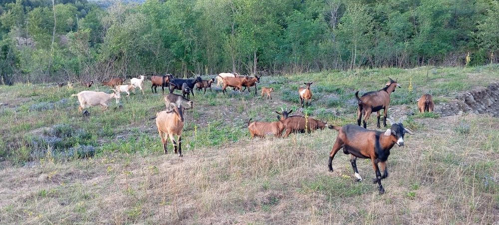 Vând turma  mica de capre