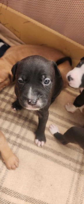 Американски питбул