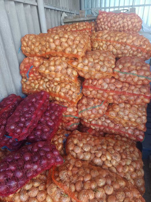 Ceapă de vânzare.