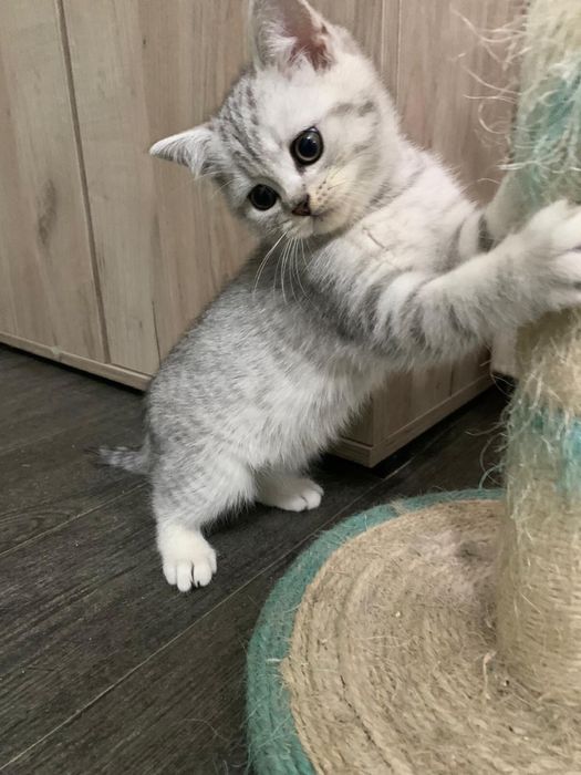 Pisicuta British Shorthair