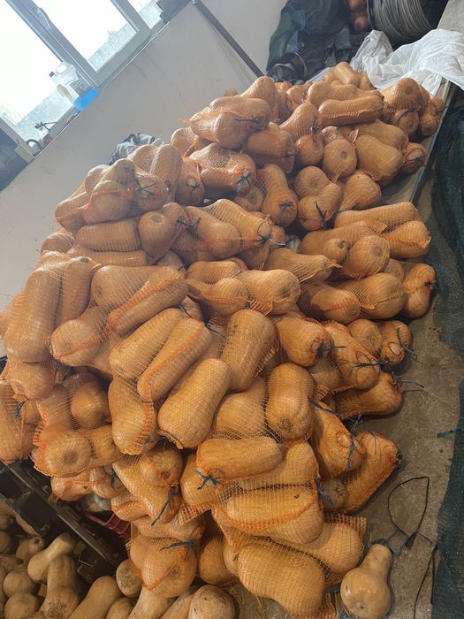 Vand dovleci placintari