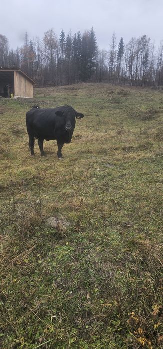 Vaca angus gestanta