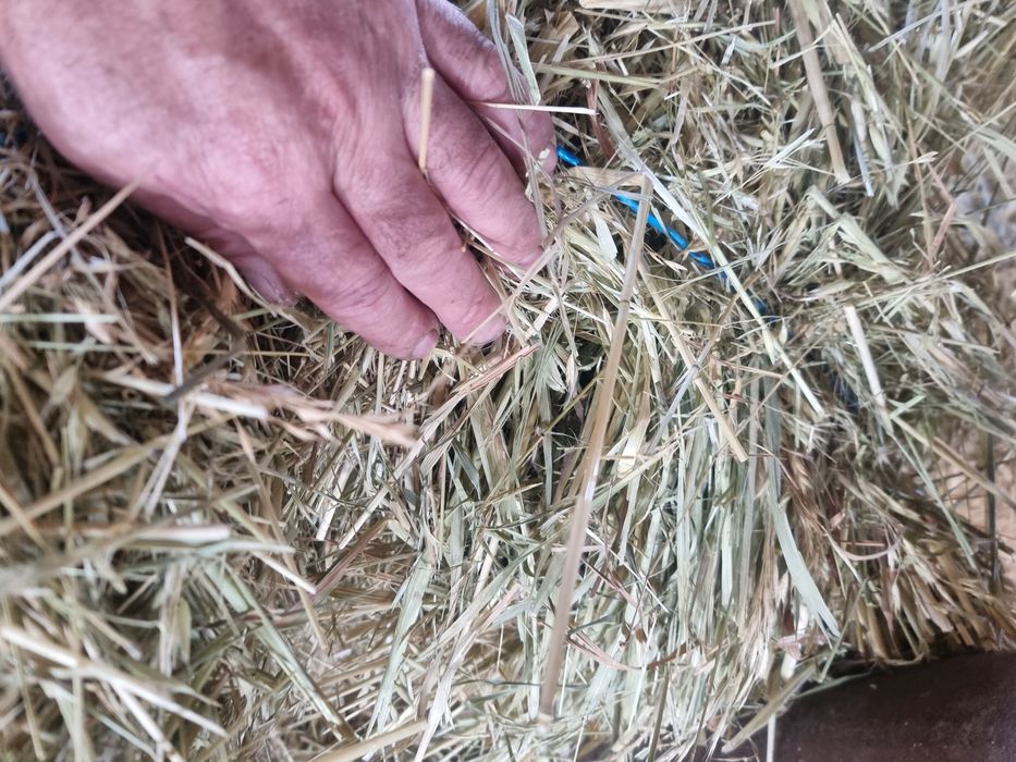 Vând baloti de ovăz verde