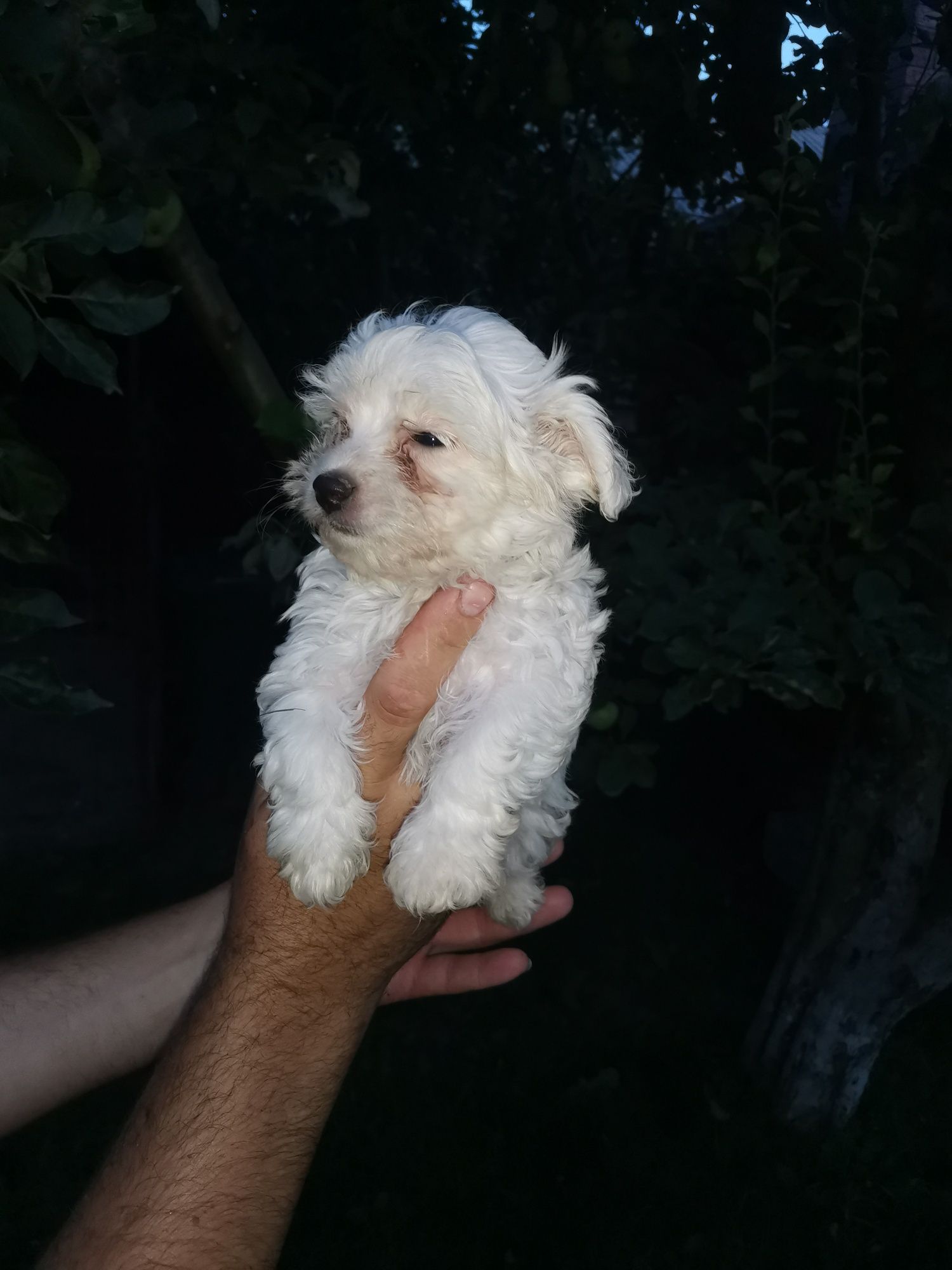 Baietel bichon maltez mini toy