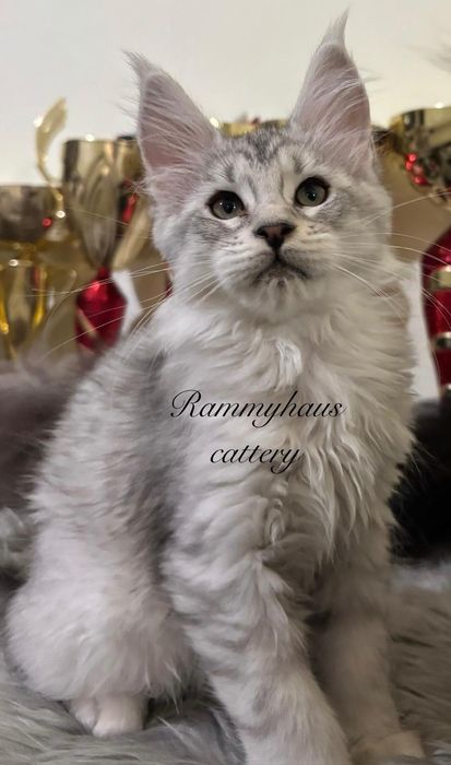 Felisa autorizata WCF, vinde pisoi cu pedigree rasa Maine coon