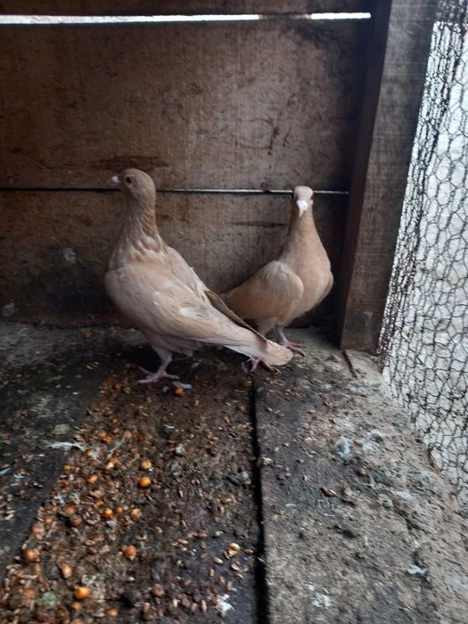 Vând pereche meulemans galben