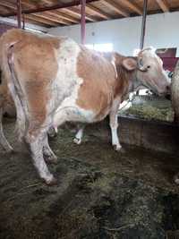 Vând urgent  vaca  gestanta în 8 luni jumătate cu al 5 vitel