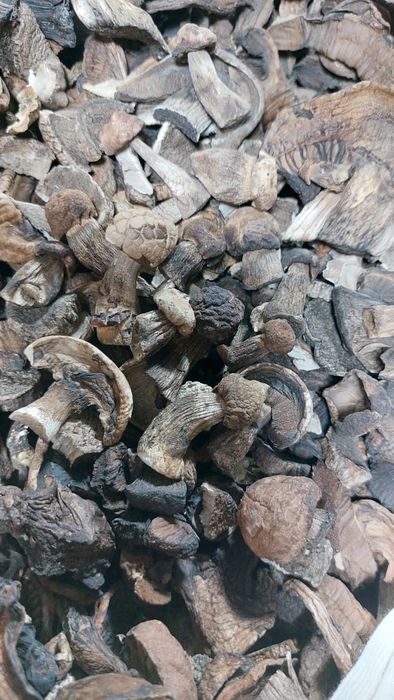 Продаётся. Белый Гриб сушёный,лесной.