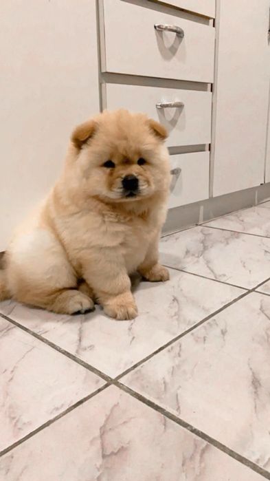 собачка ищет новый дом