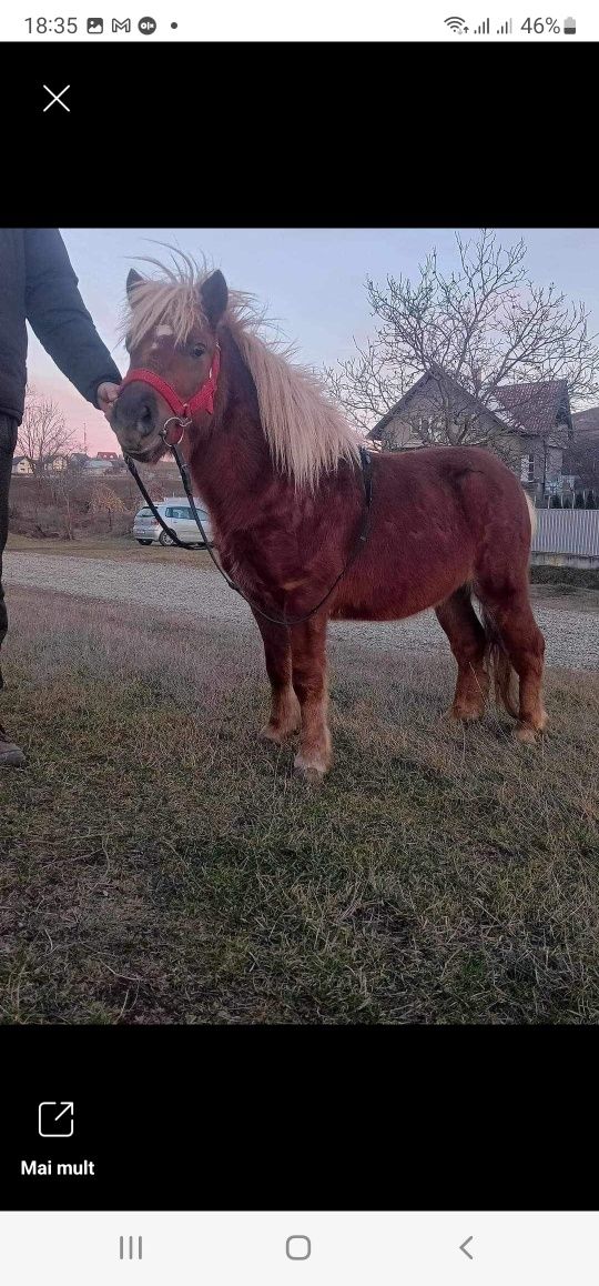 Vînd ponei foarte frumos