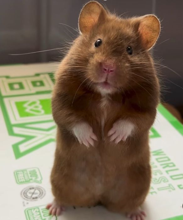 Хомяк сириский.