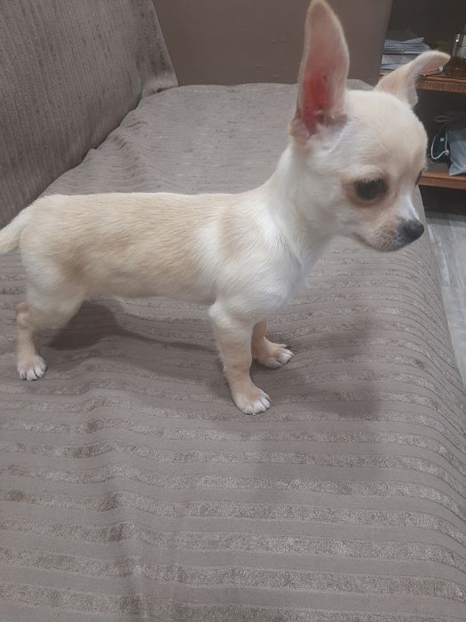 Чихуахуа мини момченце