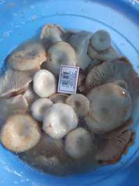 Продам грибы грузди солено- отварные  2500тг/кг
