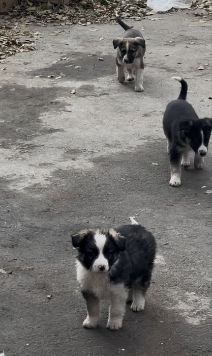 Щенки маленькие отдам