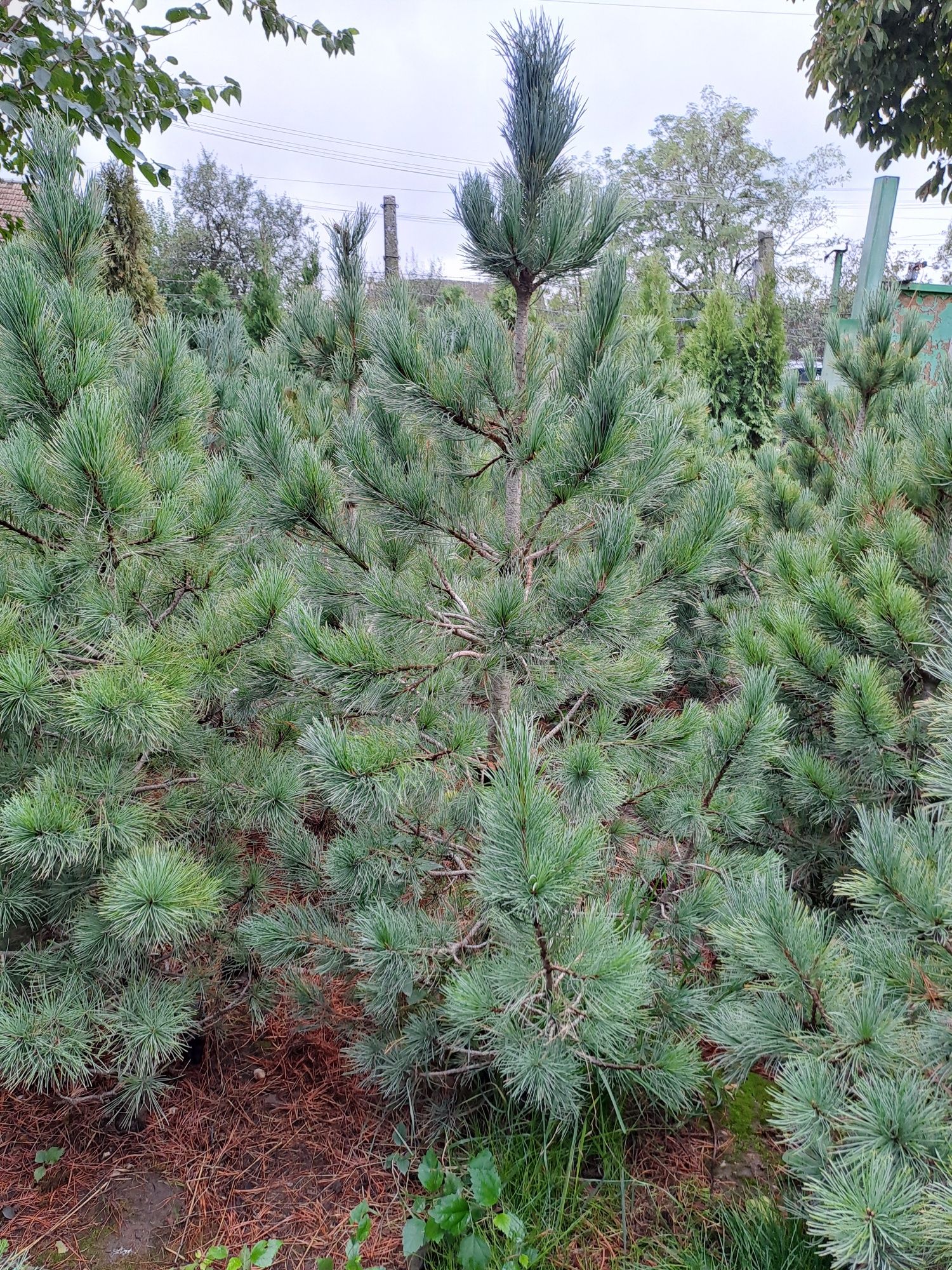 Plante ornamentale