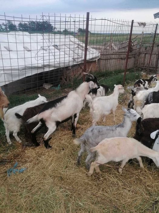 Se vinde turma capre