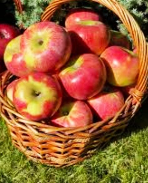 Сатылымда Алматы апорттары.Тапсырыс беріп улгерініз.Кг 300 тг