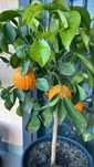 Plante exotice roditoare