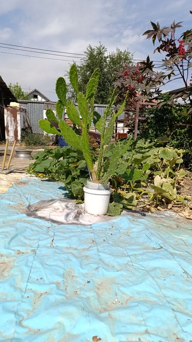 Продам кактус     , и прочии цветы   .