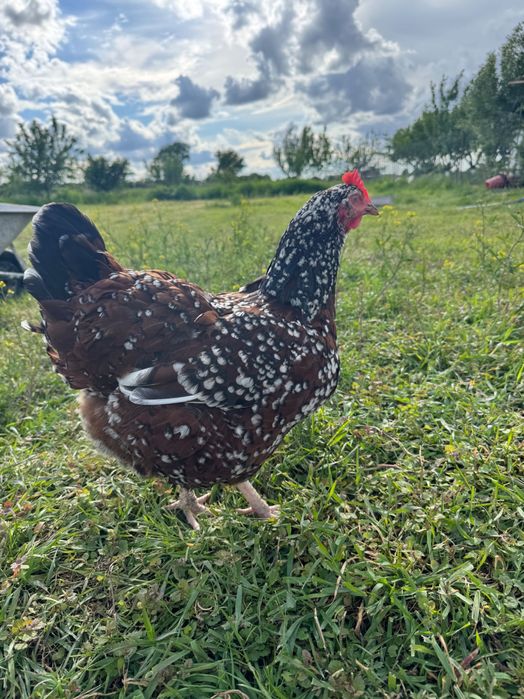 Sussex porțelan 120 bucata