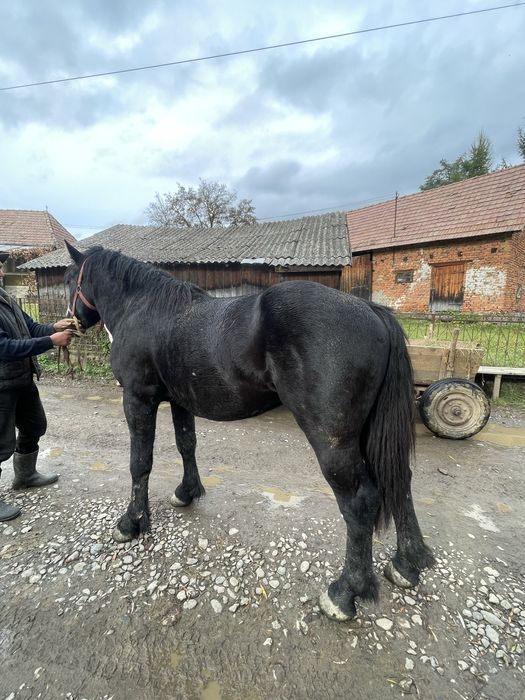 Mânz de vanzare-bine ingrijit