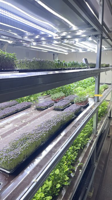 Продается готовый бизнес по выращиванию микрозелени