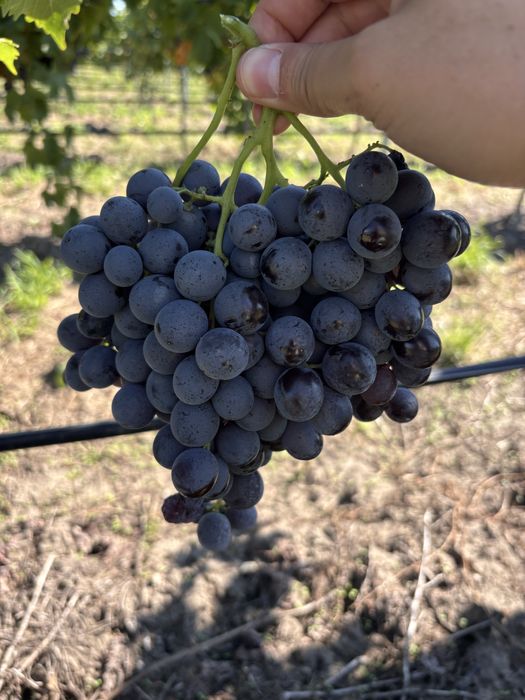 Vand struguri se masa MUSCAT de ADDA ,productia 2025