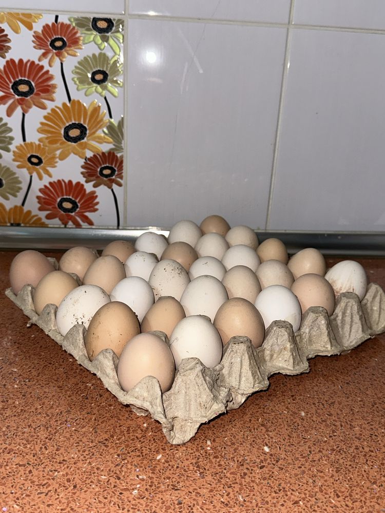 Жұмыртқа, тауық, яйцо, курица, яичница