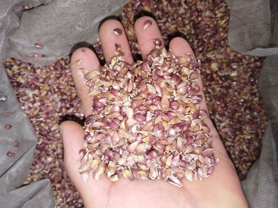 Sămânță de usturoi baib-aerian