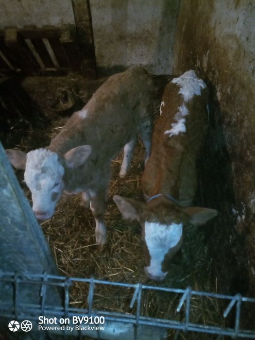 Vând vițel și vițea