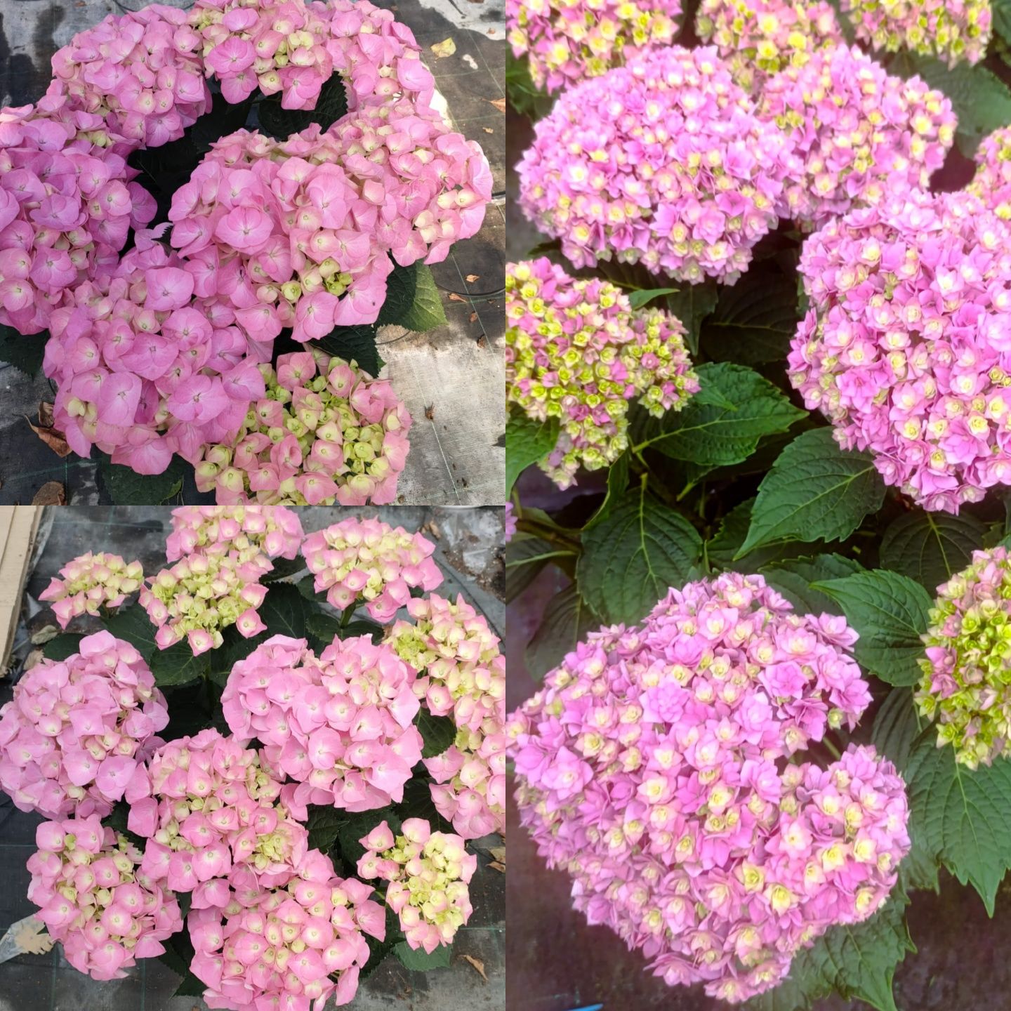 Hortensii la ghiveci
