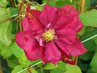 Clematita mov roz rosie Clematis cu floare mare