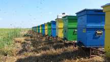 Miere naturala (floarea soarelui)