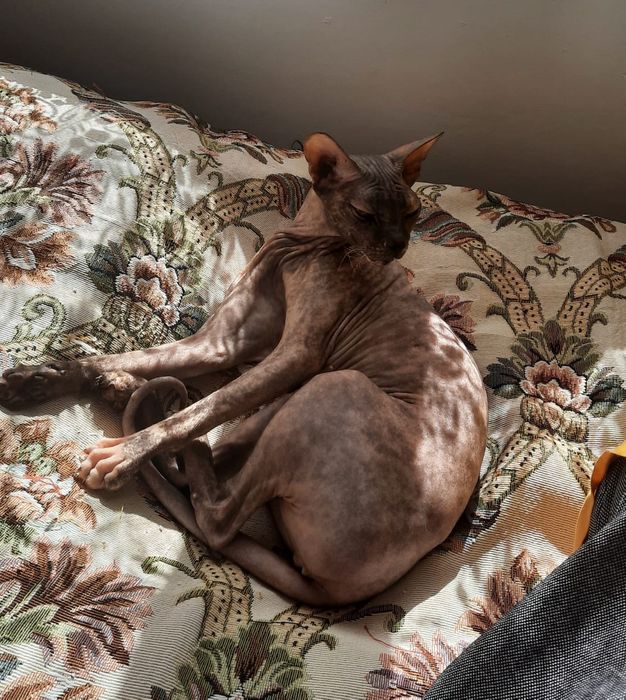 Отдам в добрые руки кошку   породы сфинкс