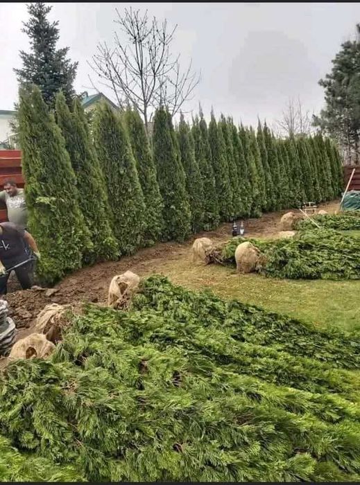 Tuia smarald diferite dimensiuni gazon rulou plantele diverse