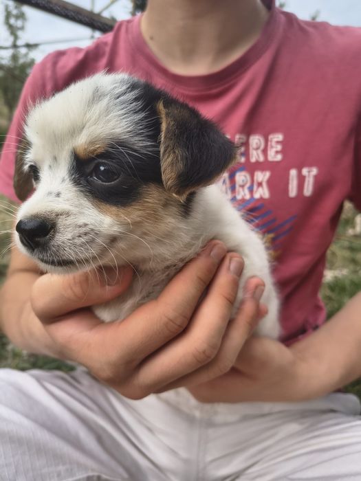 Cățeluși pufoși și frumoși care caută stăpâni