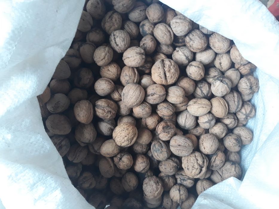 Vând nuci de anul acesta