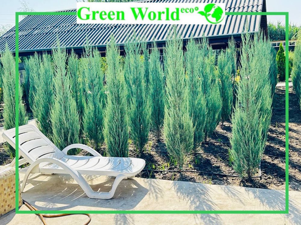 Juniperus Skoyrocket
