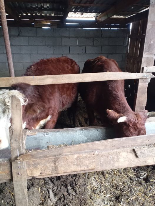 Семіз сиыр кунажын подсос сатам