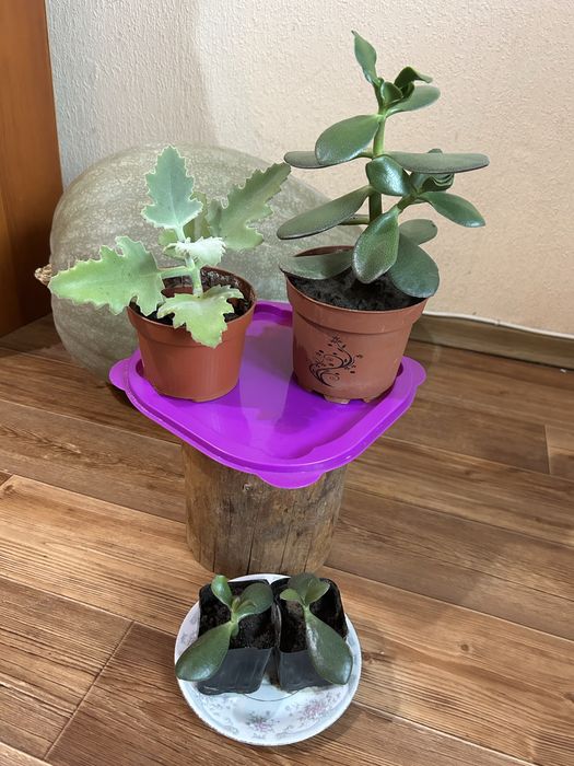 Продам толстянку(денежное дерево), каланхоэ бехарское