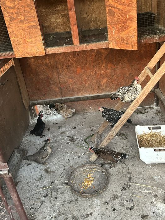 Vand gaini,cocosi/pui (pitici)