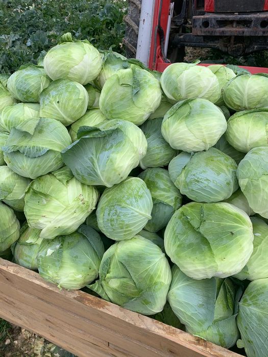 Sarmasag gări 111 FRUCTE ȘI LEGUME EN-GROS
