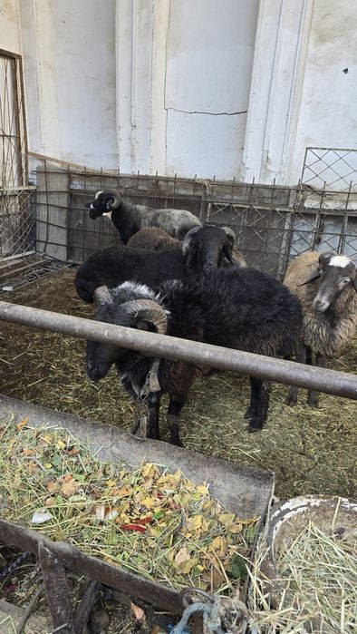 Tqgallar tez va arzon narxda sotiladi