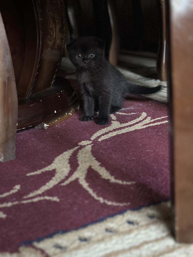 Продаются котята скотиш фолд