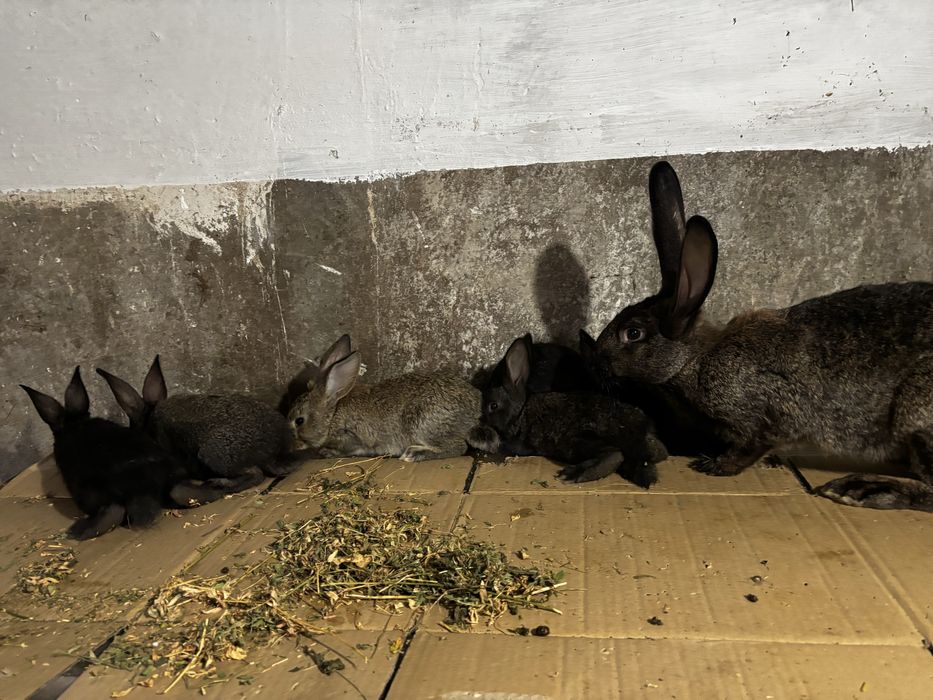Femela cu puișori