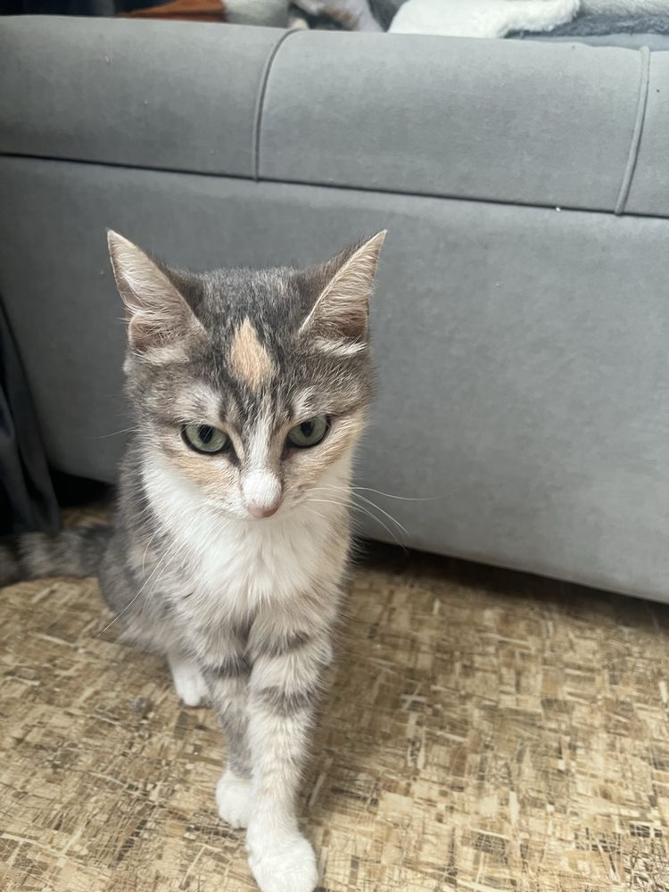 Отдам 2х котят и кошку
